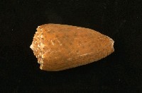 藏品(芝麻芋螺)的圖片